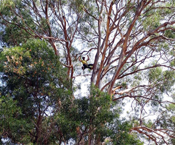 arborist